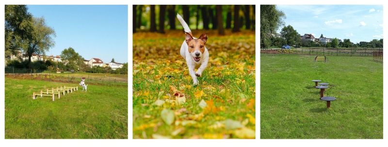 dog agility