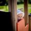 Spædbarn kigger nysgerrigt ud fra trælegehus, Futtoget med Spisevogn.